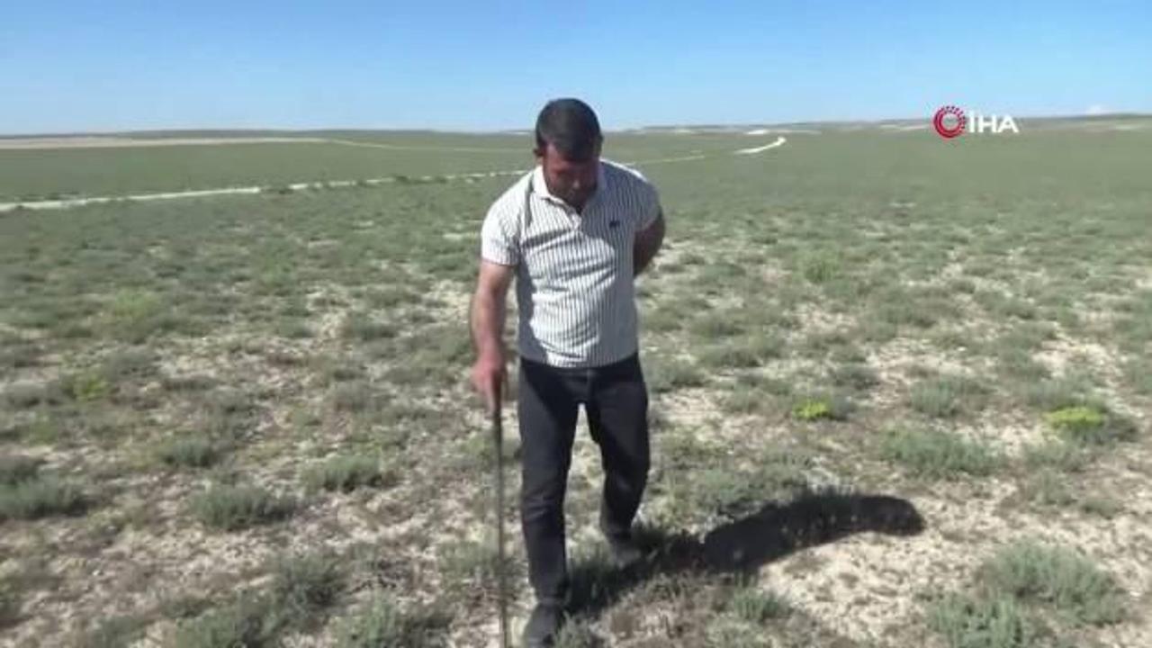 "Dolaman kurdu" günde 60 bin liralık mantar buluyor