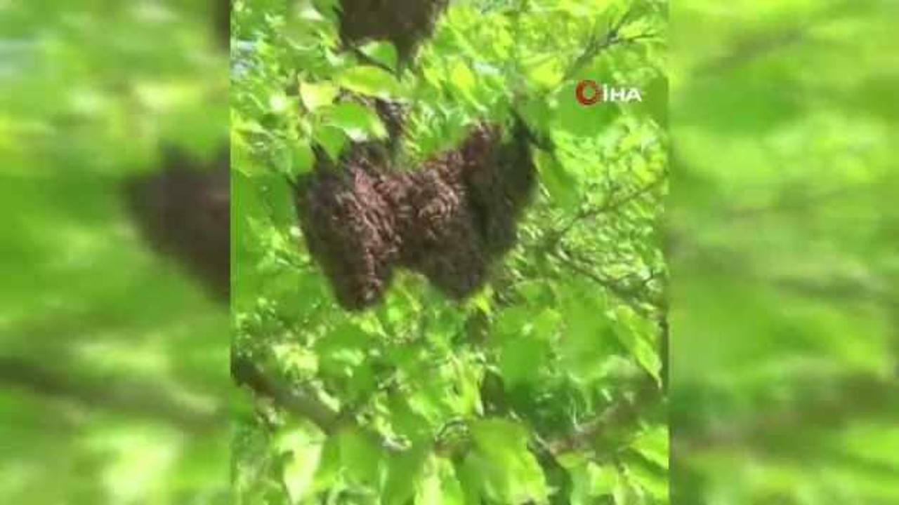 Kayısı bahçesinde oğul atan arılar renkli görüntüler oluşturdu