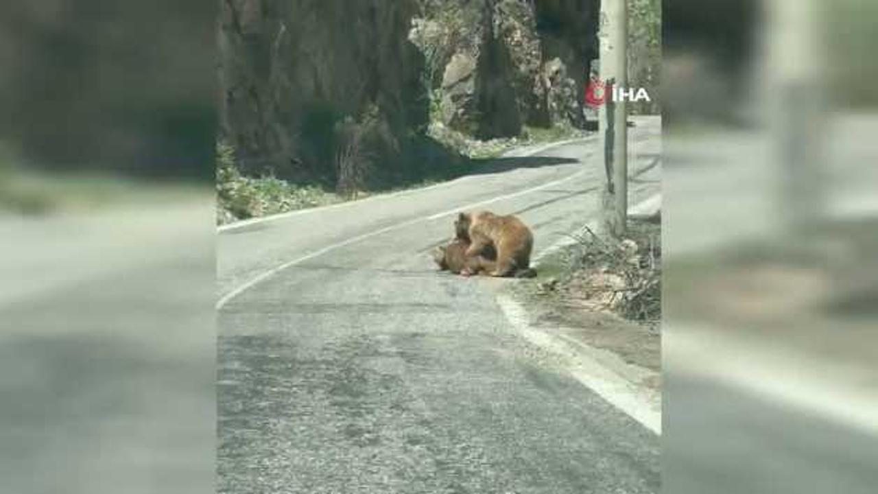 Munzur Vadisi’nde ilginç anlar: Anne ayı yavrusunu yolda emzirdi
