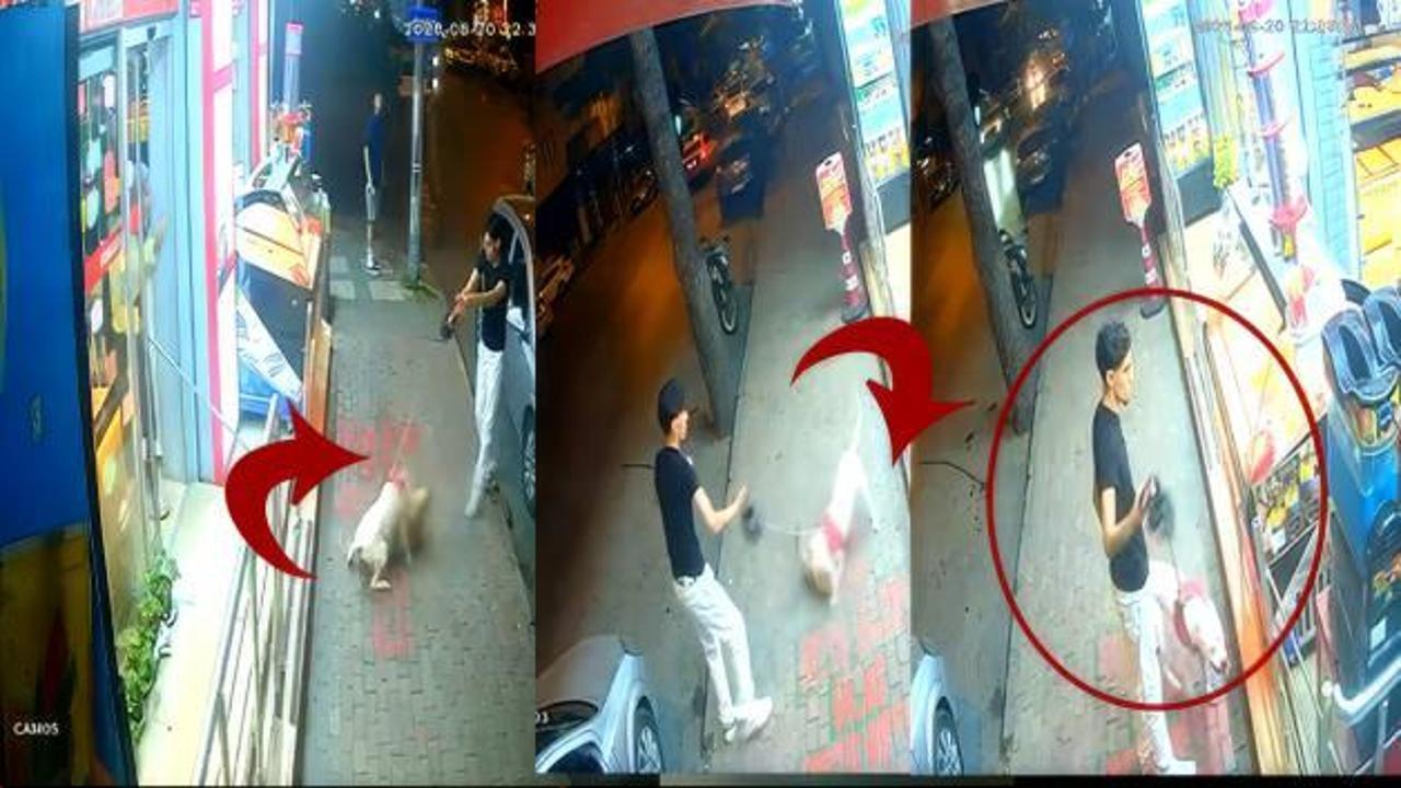 AÄızlıksız gezdirilen doberman kediyi parçaladı esnaf isyan etti