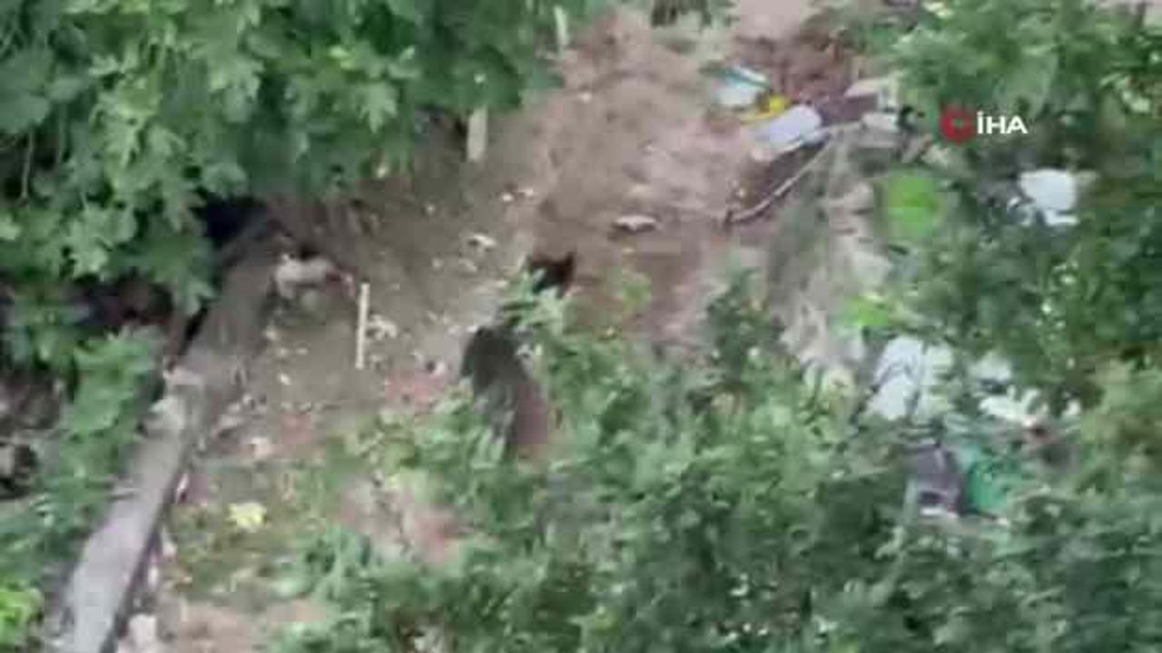 Bahçeye giren ayı paniÄe yol açtı