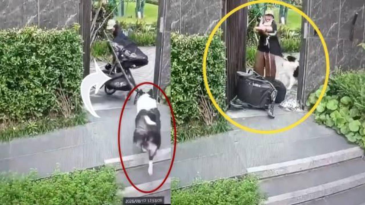 Evcil hayvanını korumaya çalıÅan anne öz evladını unuttu!İÅte trajikomik anlar
