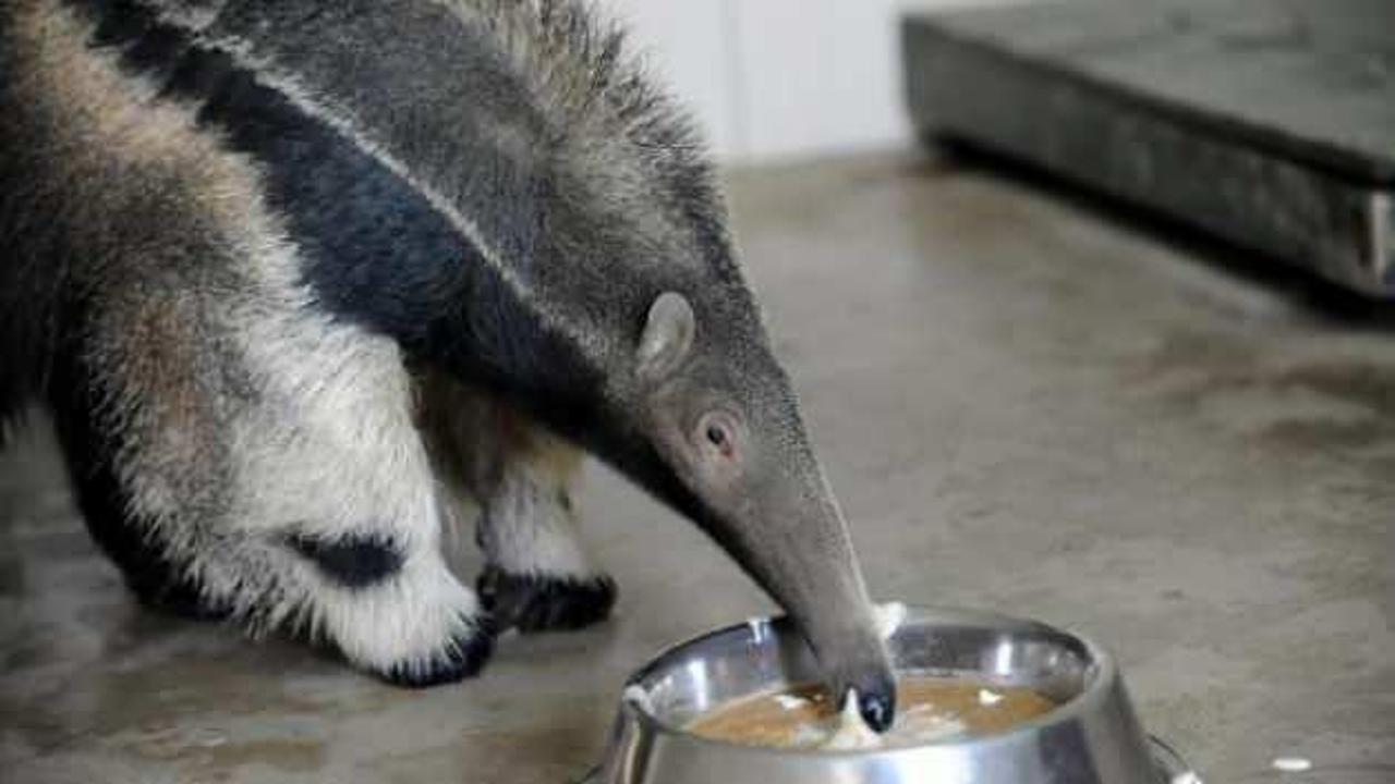 yemek yiyen dev karıncayiyen