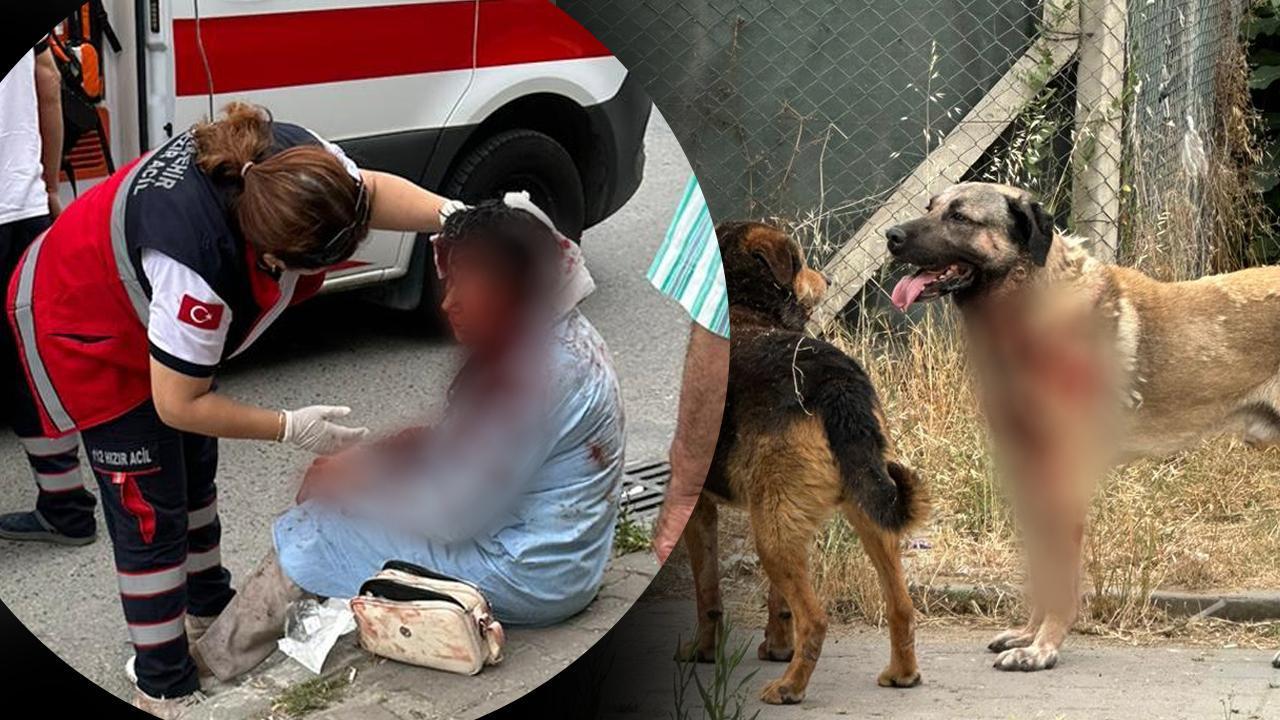 Ataşehir'de kadına saldıran köpeğin sahibi tutuklandı - Haber 7 3.SAYFA