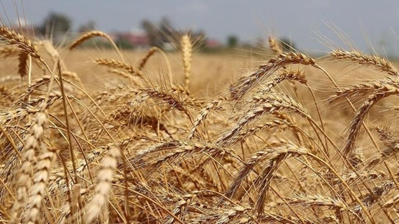 Rusya'nın liman saldırısı sonrası buğday fiyatları yükseldi