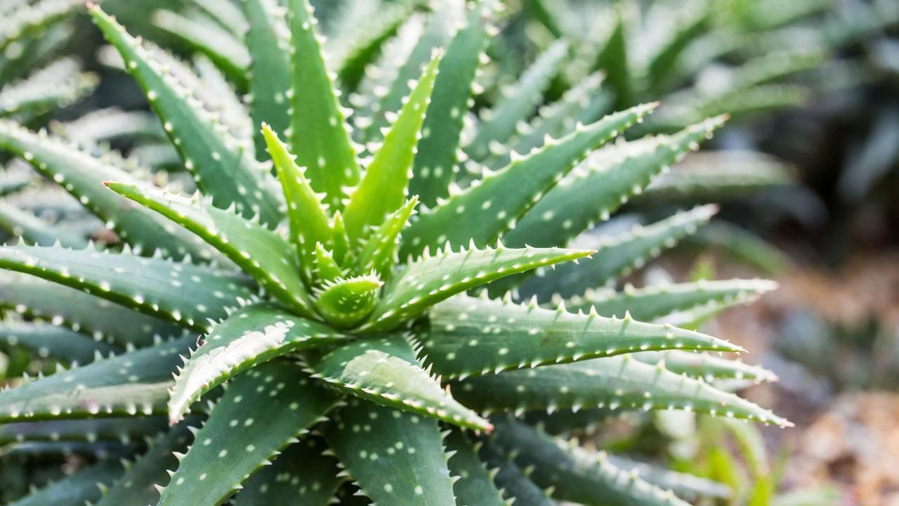 Aloe vera faydalar nelerdir, nasl kullanlr? Aloe vera yze srlr m?  - Haber 7 SALIK