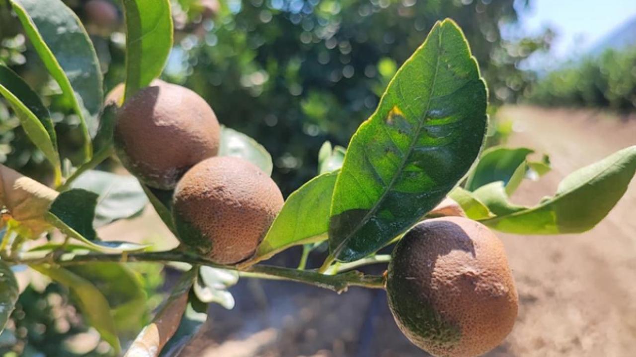95 yılın sıcaklık rekoru kırıldı! Tarlada ürünlerde yanık oluştu - Haber 7 EKONOMİ