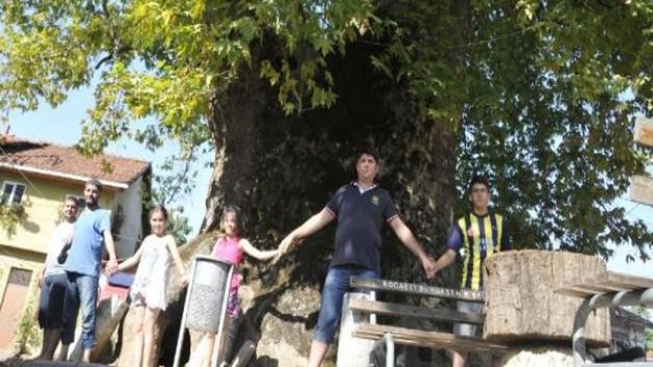 1500 yıllık çınar ağacı görenleri şaşırtıyor