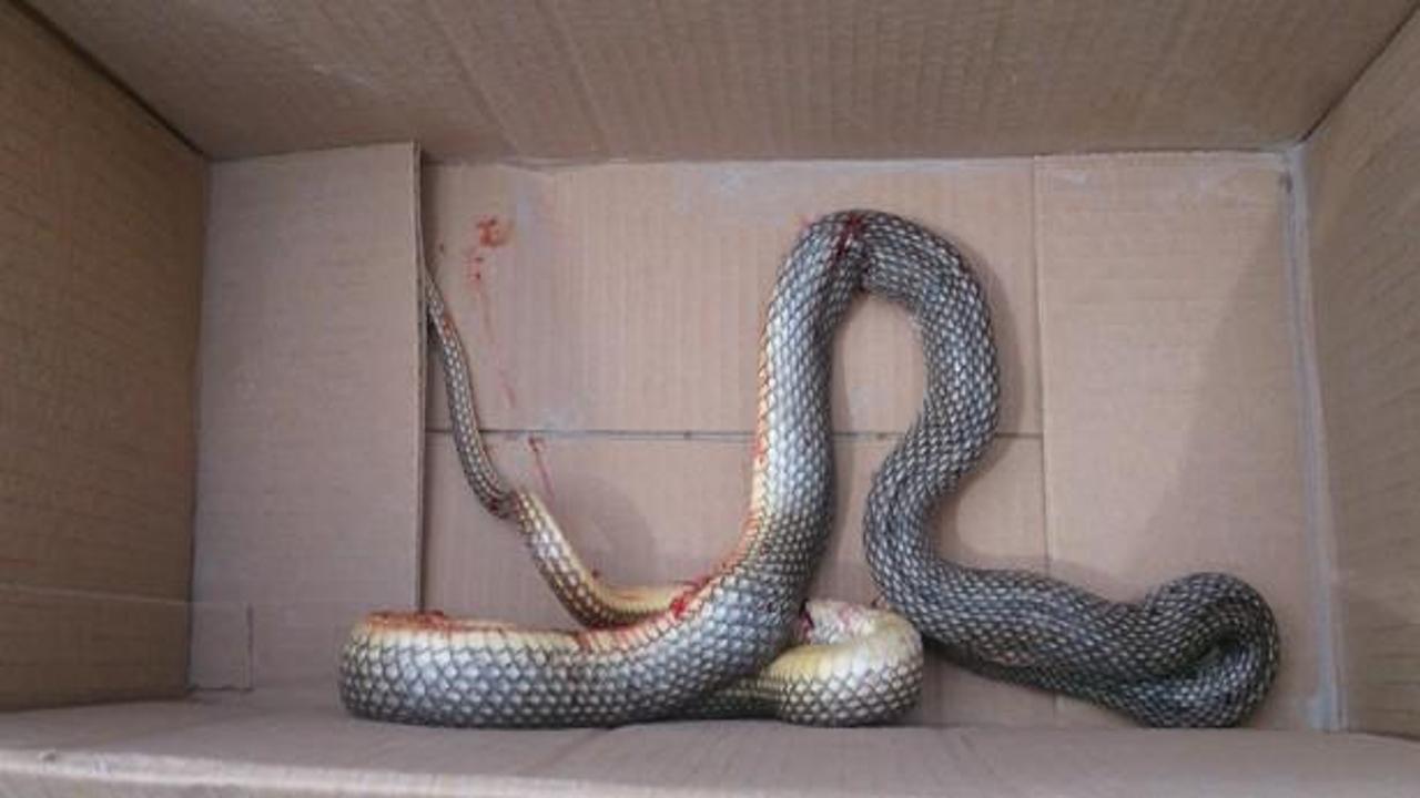 1,5 metrelik zehirli yılan eve girdi
