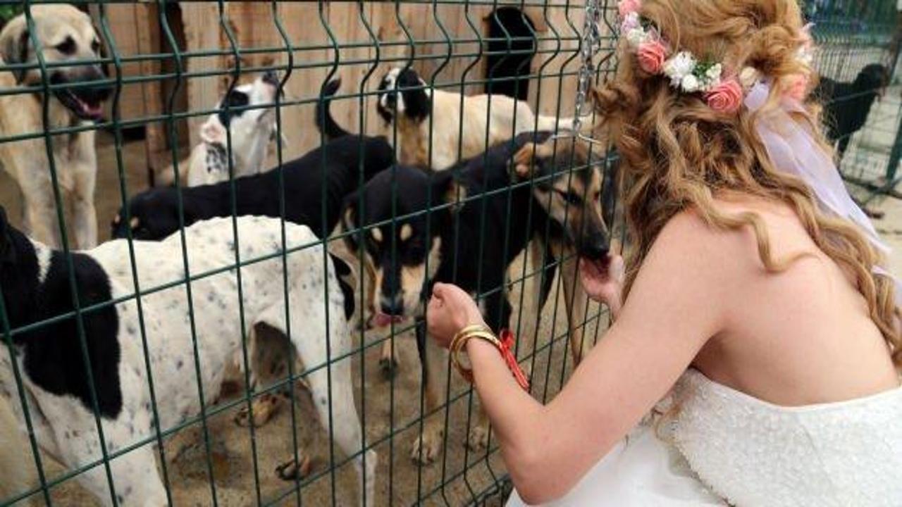 Düğün fotoğraflarıyla kimsesiz hayvanlara dikkati çektiler