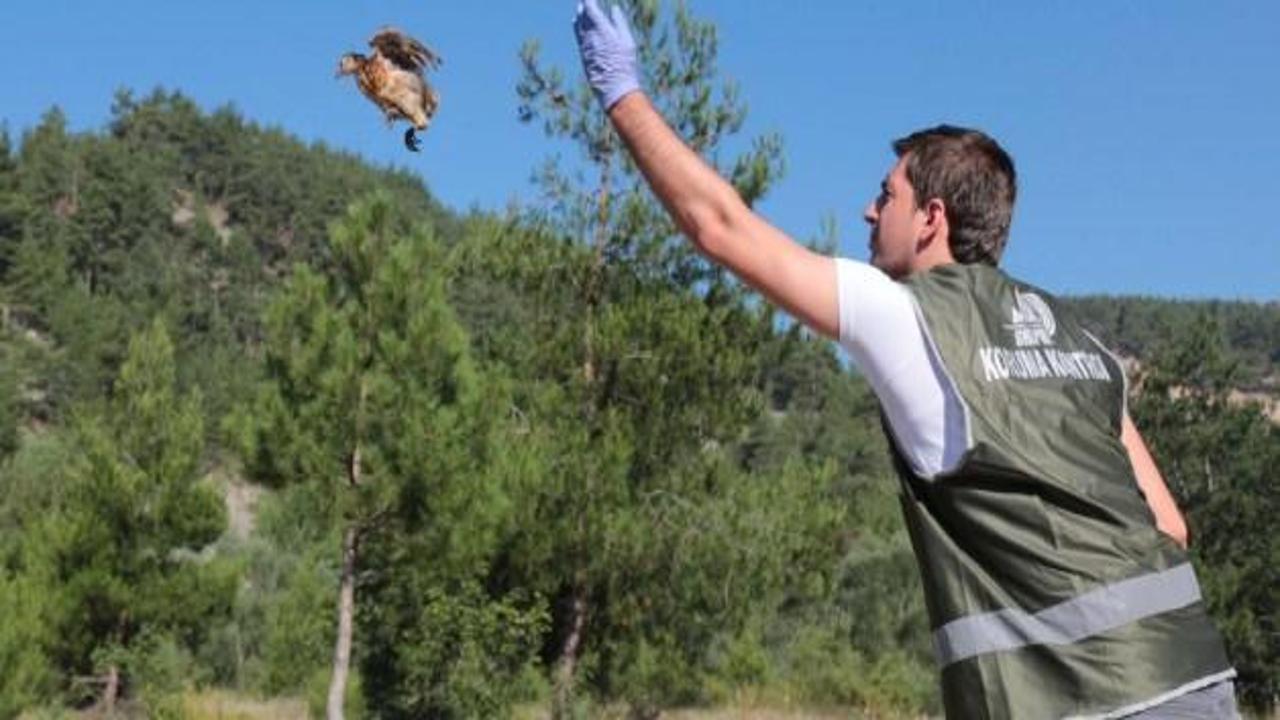 Bolu'da 2 bin kınalı keklik ve sülün doğaya salındı