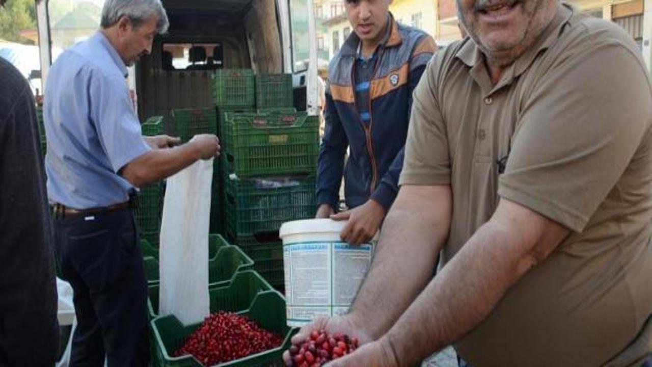 Hanönü’de kızılcık hasadına başlandı