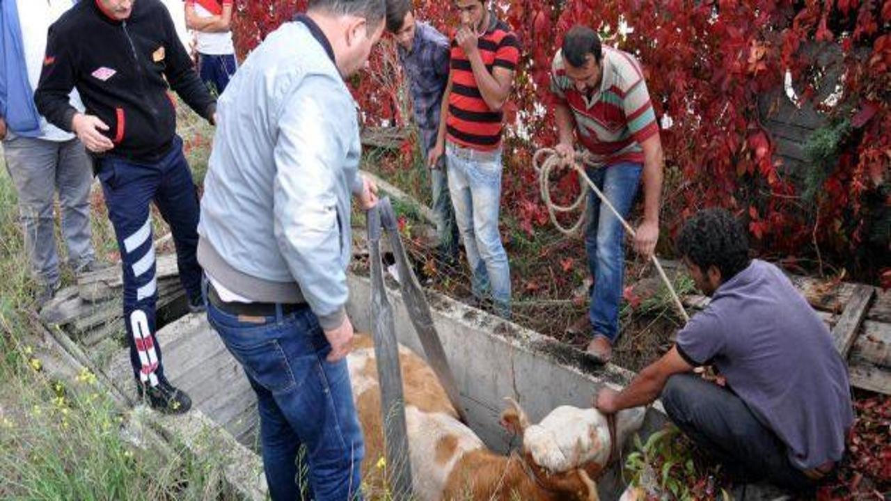Bolu'da su kuyusuna düşen inek kurtarıldı