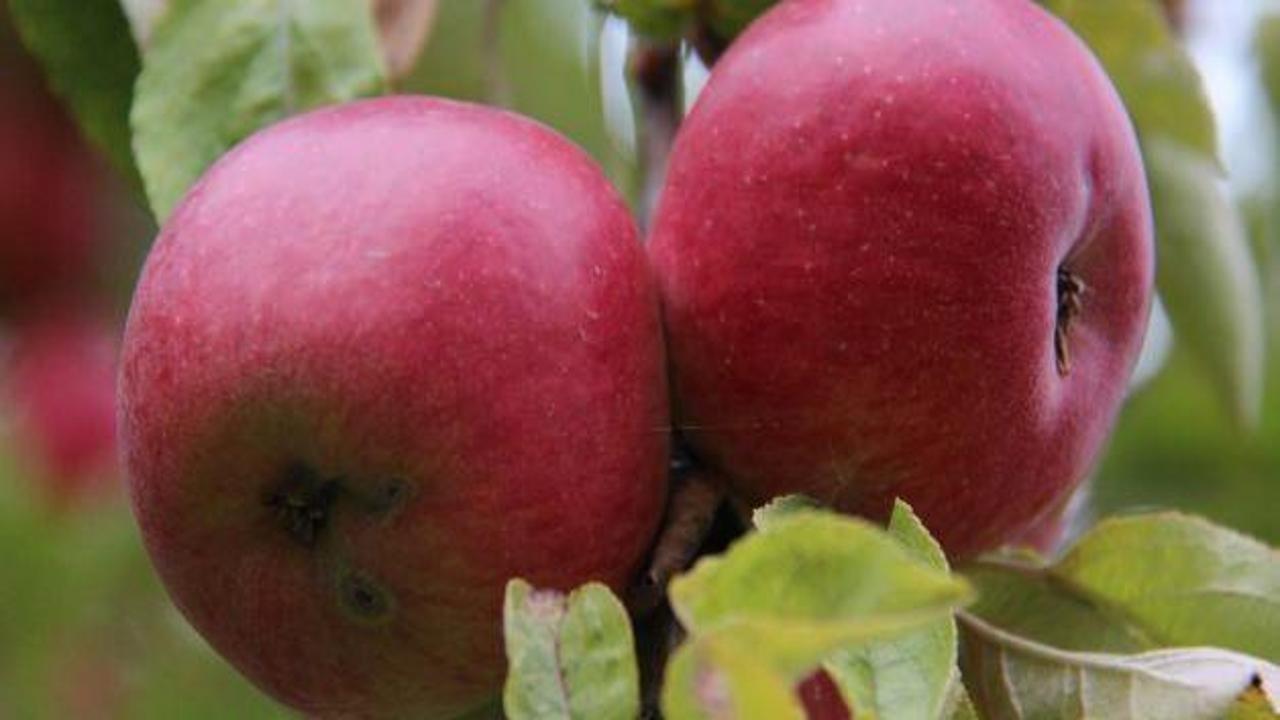 Tosya'da elma hasadına başlandı