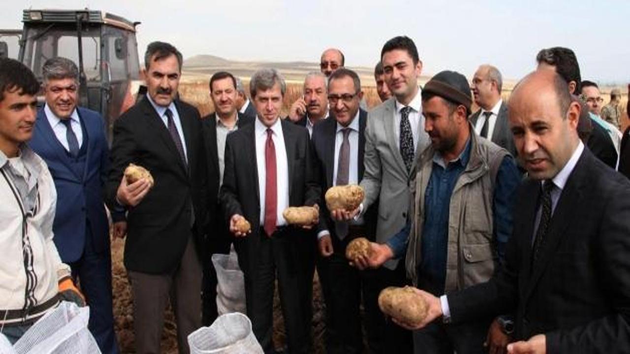 Vali Çınar, Ahlat'ta patates hasadına katıldı
