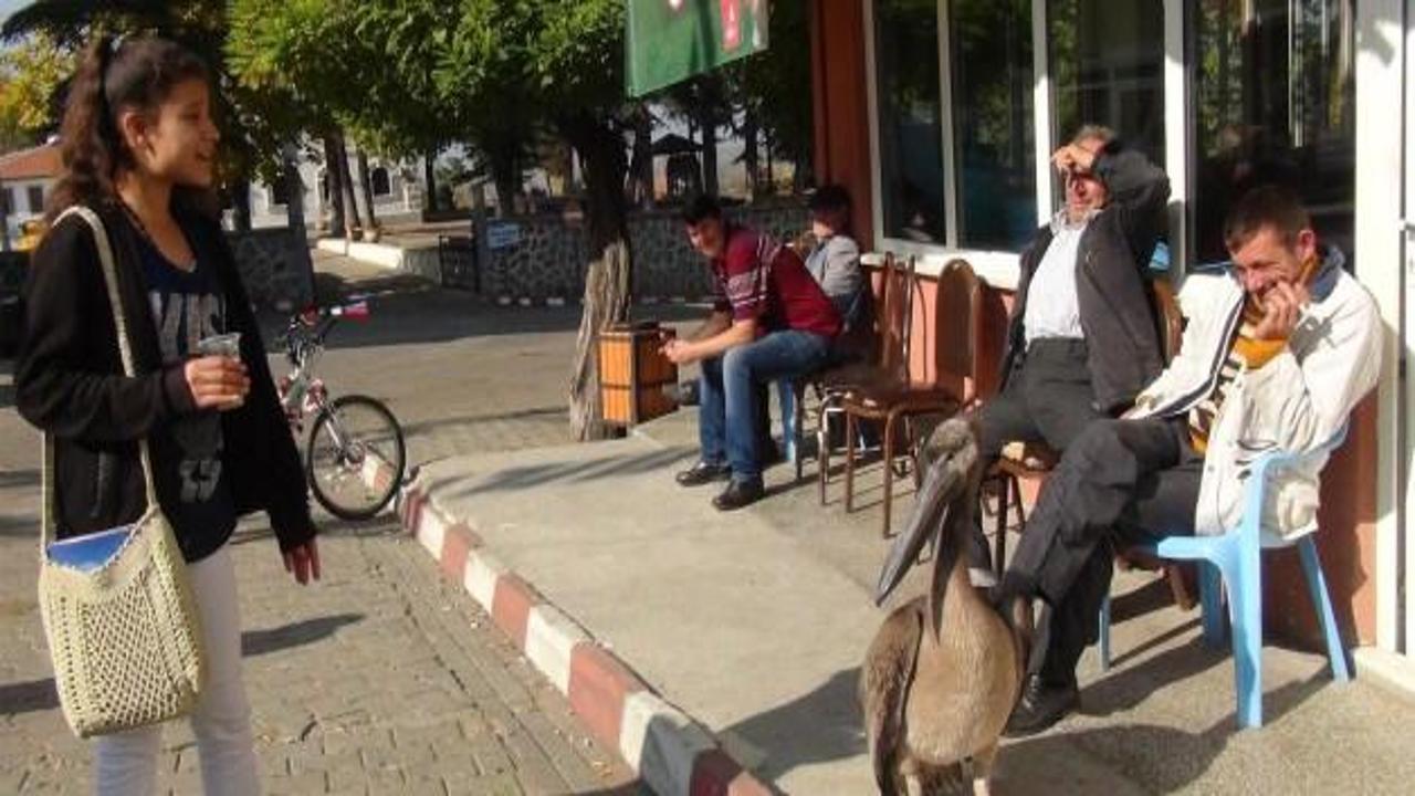 Uçamayan pelikana belediye sahip çıktı