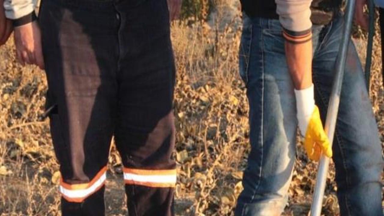 Yüzme havuzuna düşen çakal yavrusu kurtarıldı