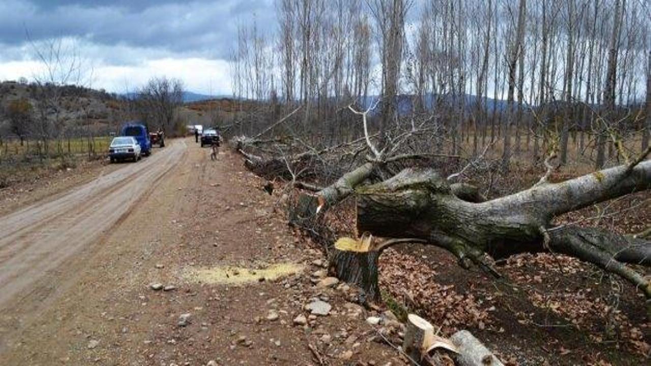 Simav'da izinsiz ağaç kesimi iddiası