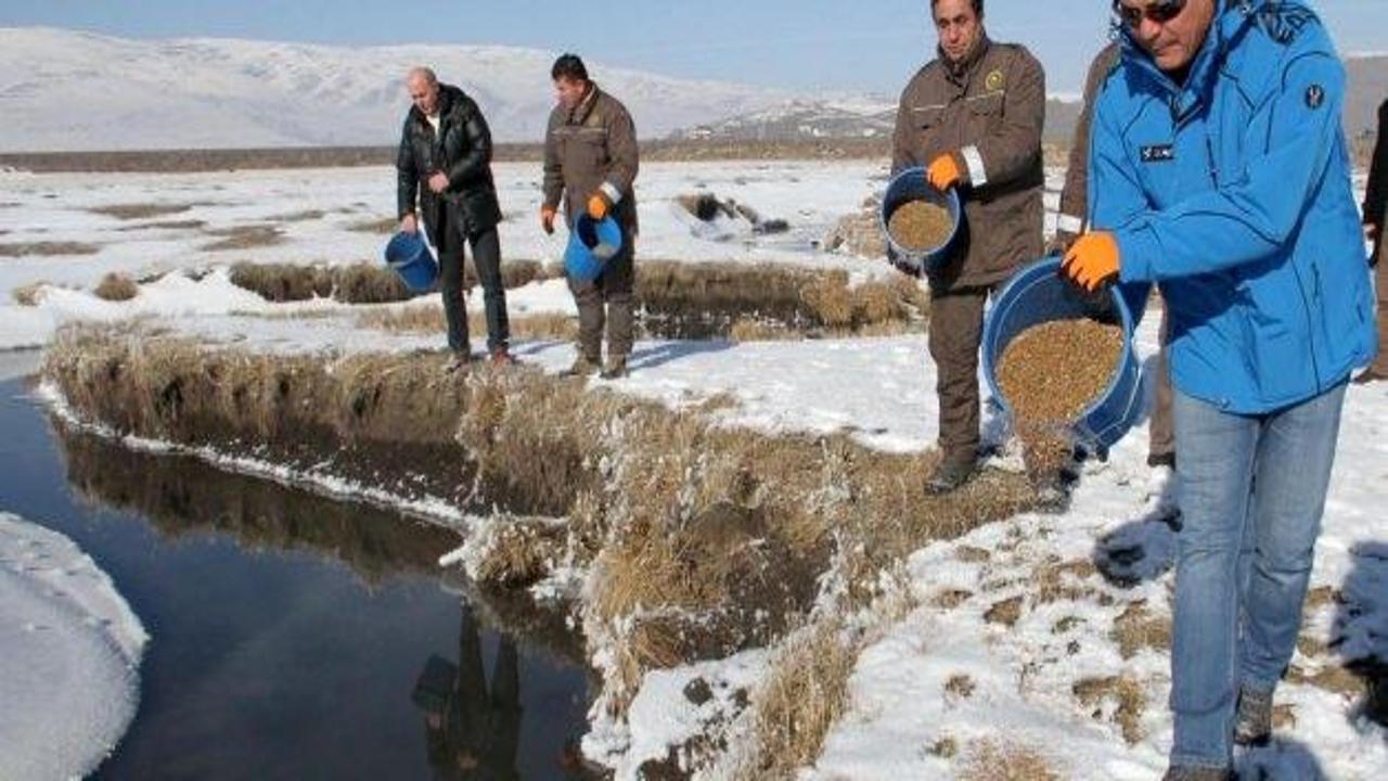 Ardahan'da yaban hayvanları için doğaya yem bırakıldı