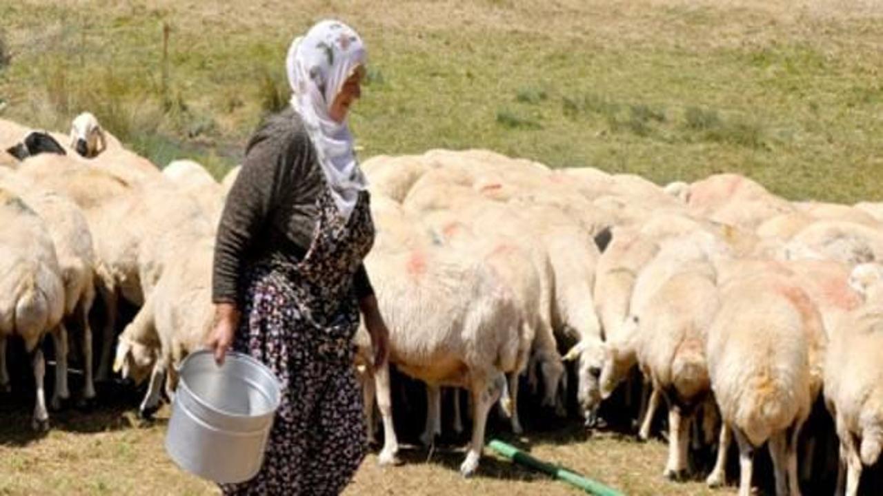 Kadın çobanların zorlu kış mesaisi
