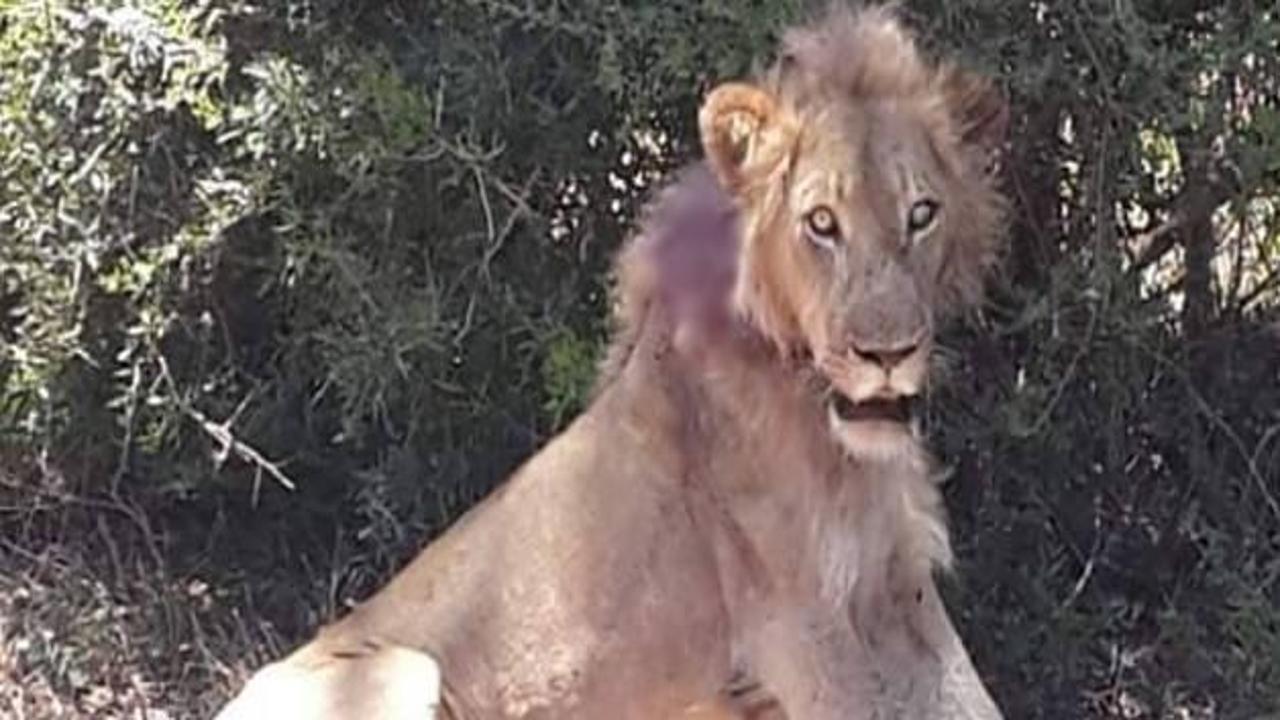 Can çekişen aslanın yardımına turistler koştu