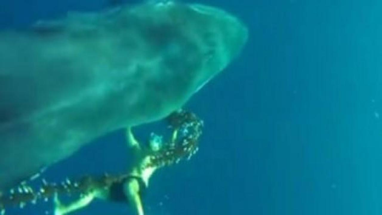 Kahraman dalgı&ccedil; dev balinayı &ouml;l&uuml;mden kurtardı