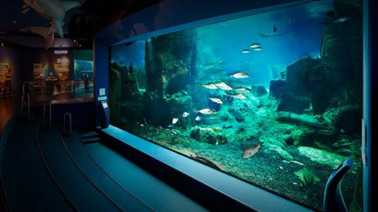 D&uuml;nya şampiyonu suyun dibine vuracak