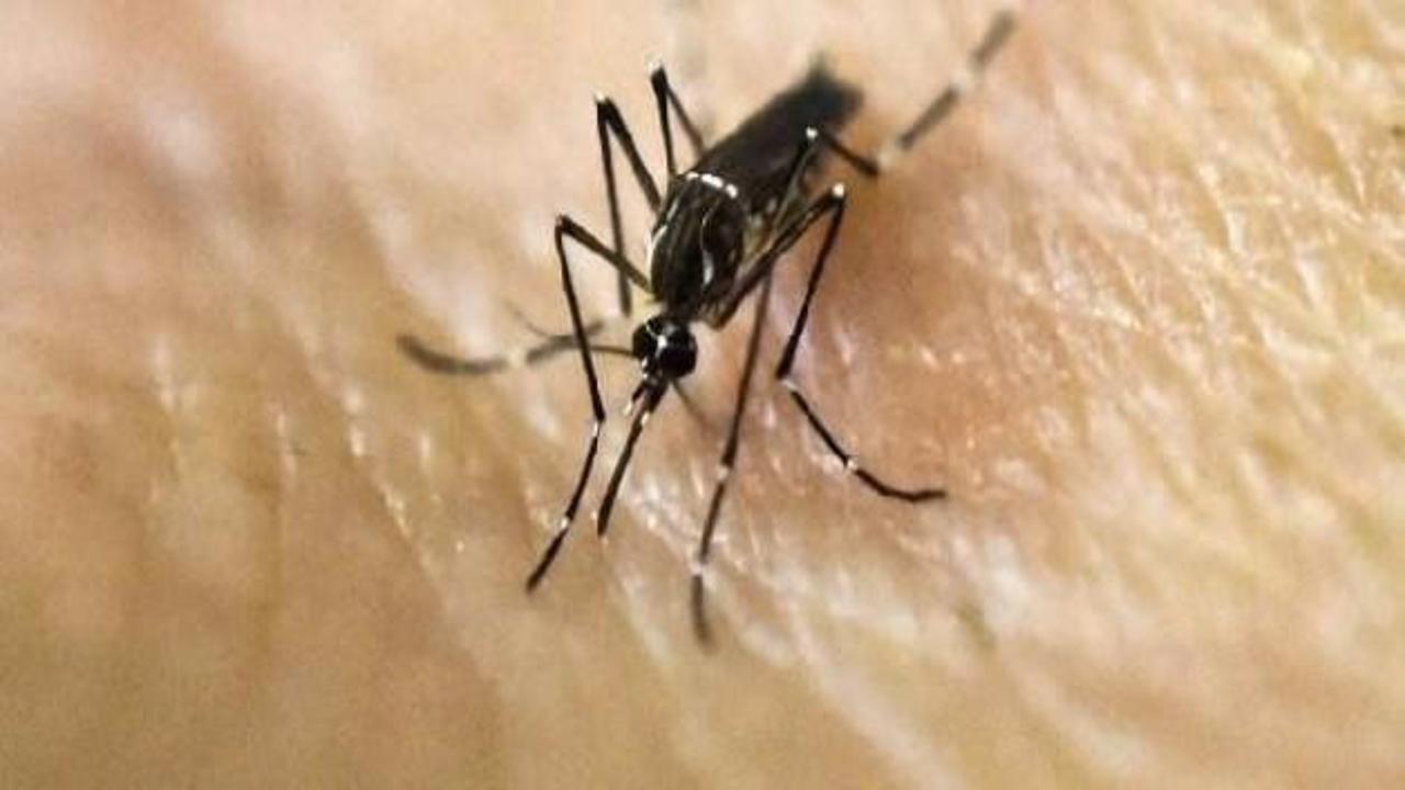 Zika virüsü İspanya'da da tespit edildi