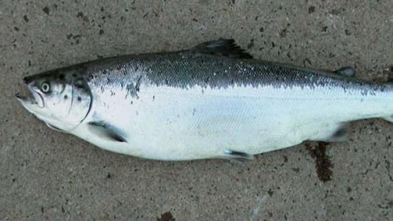 Somon balığı artık petrolden pahalı