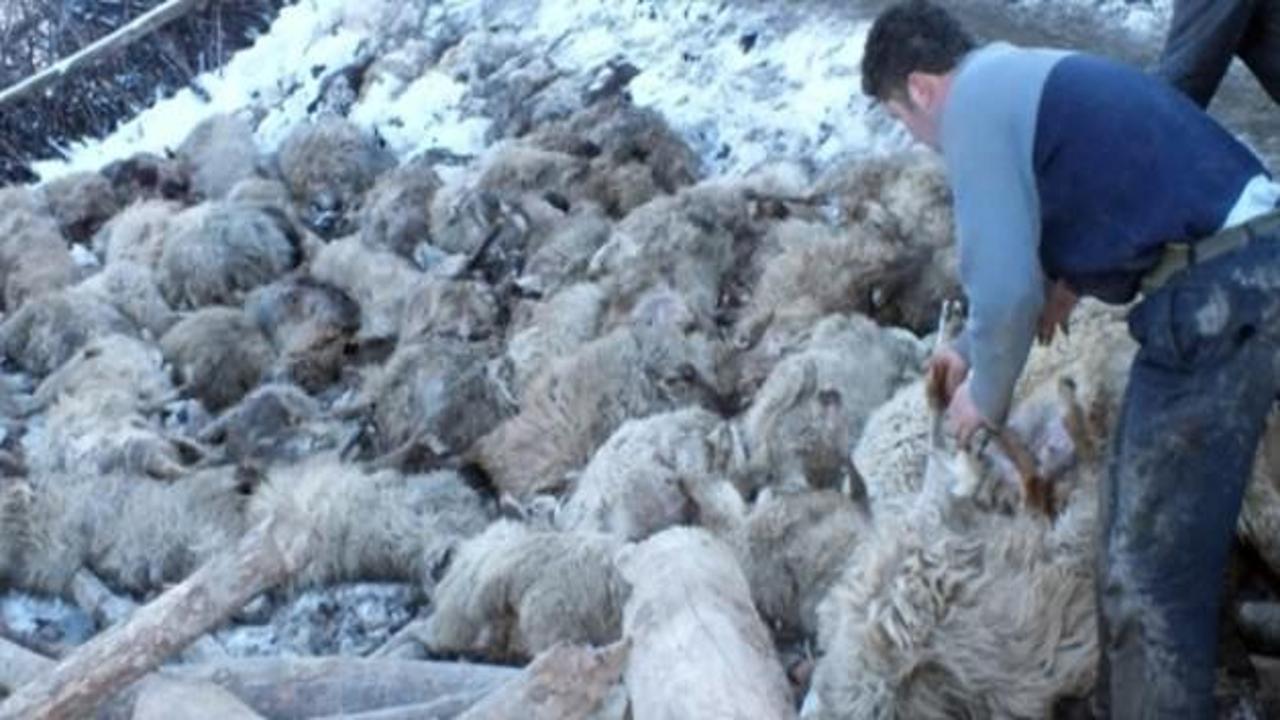 Ahır çöktü: 110 koyun telef oldu