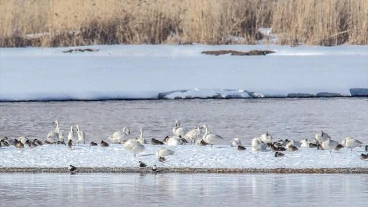 Van Gölü'nün kış misafirleri "beyaz kuğular"