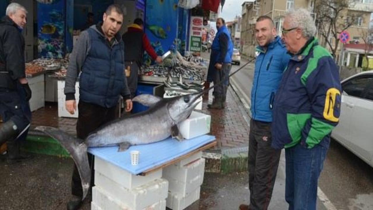 Mudanya'da 70 kilogramlık kılıç balığına ilgi