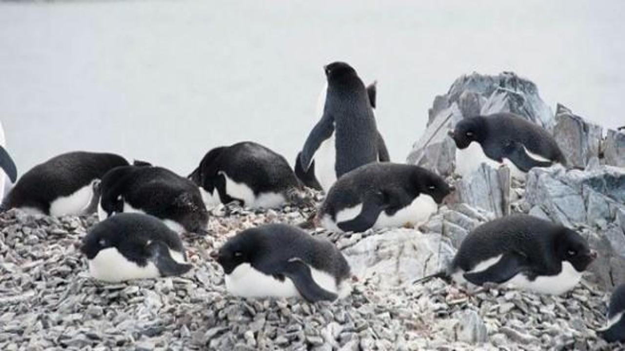 Antartika'da 150 bin penguen öldü!