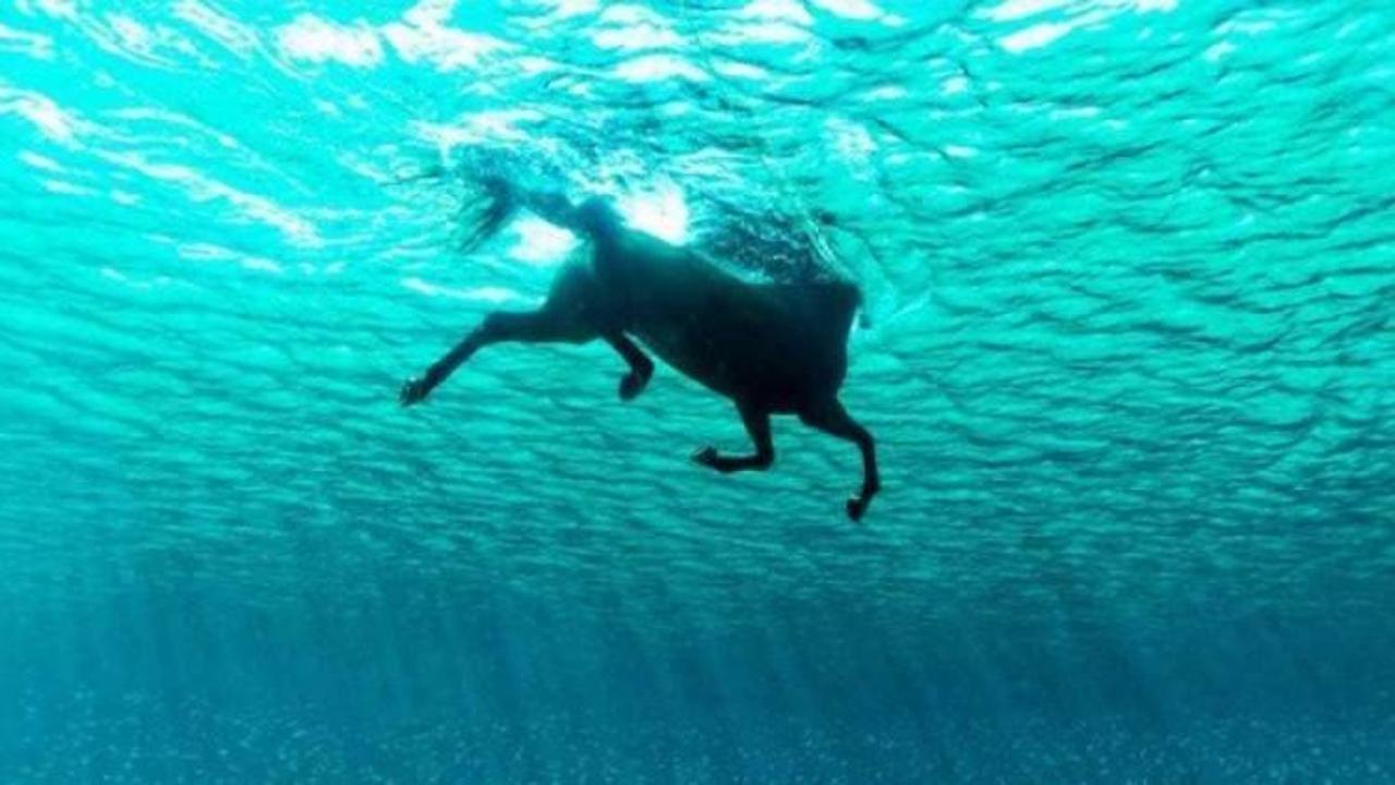 Sahibini sırtından atan at denizde 11 km yüzdü