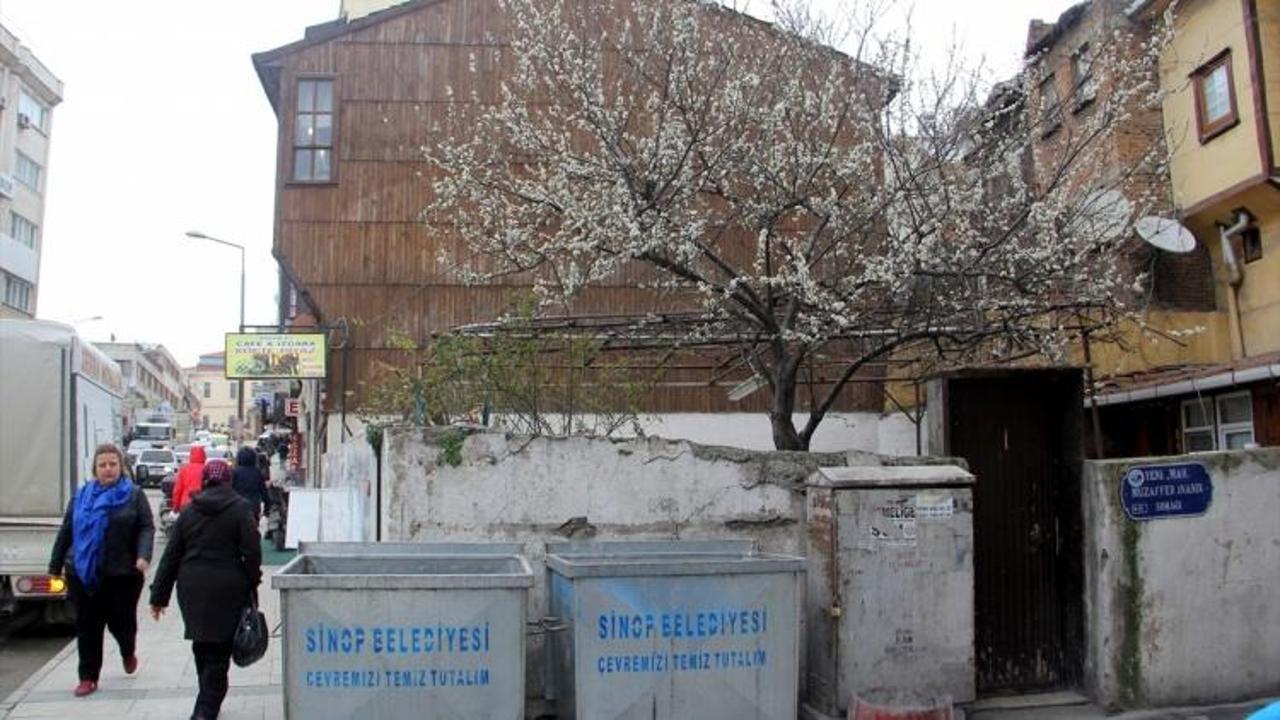 Sinop'ta bazı ağaçlar erken çiçek açtı
