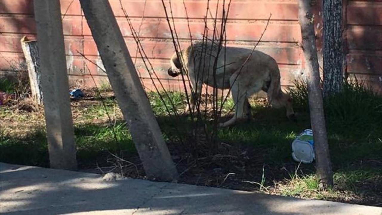 Viranşehir’de duvar arasında sıkışan köpek kurtarıldı