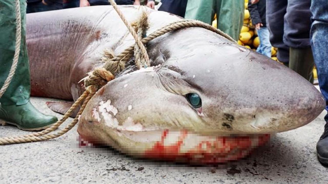 Dev köpek balığı Marmara Denizin'de yakalandı