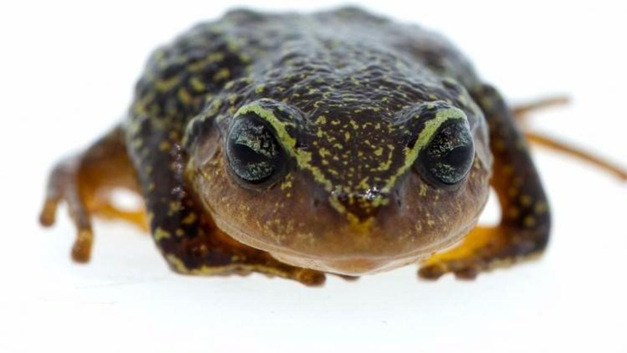 Kolombiya'da yeni kurbağa türü keşfedildi
