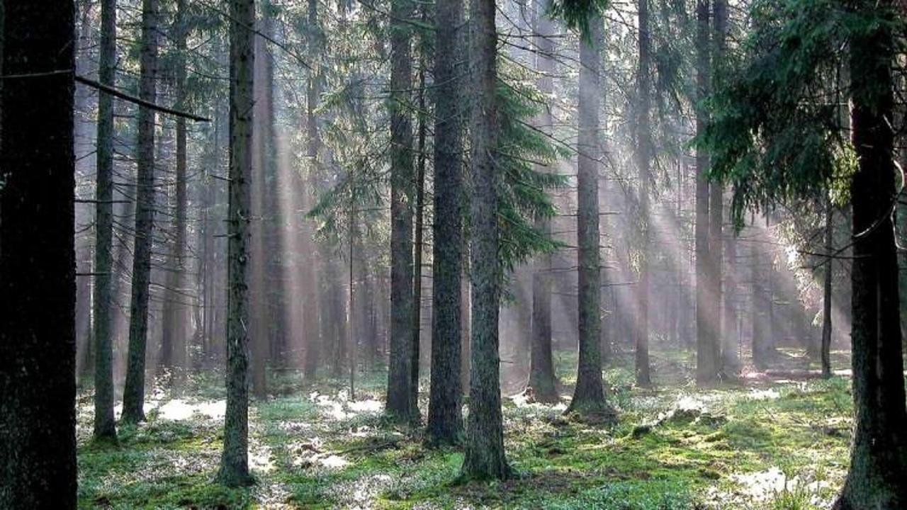 Dünya mirası listesindeki orman katlediliyor