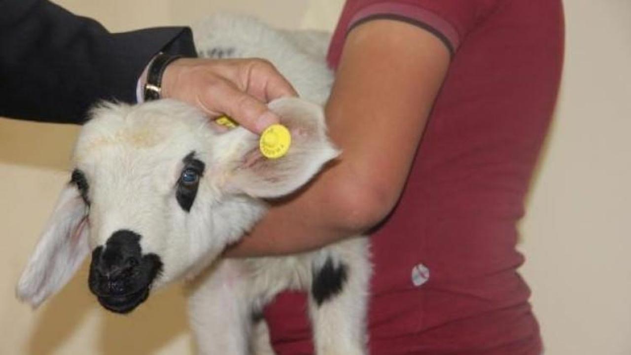 Türkiye'de ilk kez koyunlara mikroçip takılacak