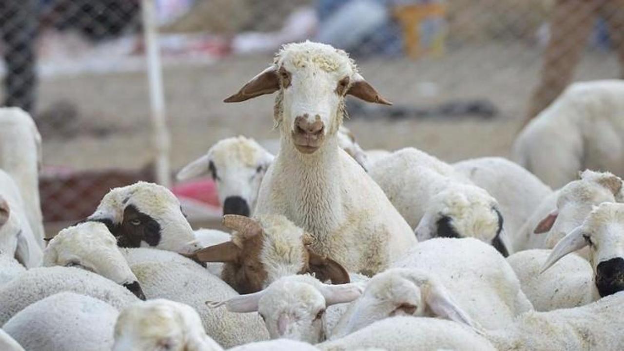 2 bin 500 lira maaşla çoban aranıyor
