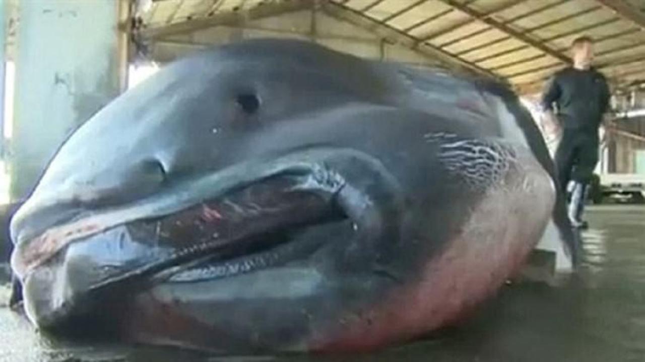 Japonya'da dev ağızlı köpekbalığı yakalandı