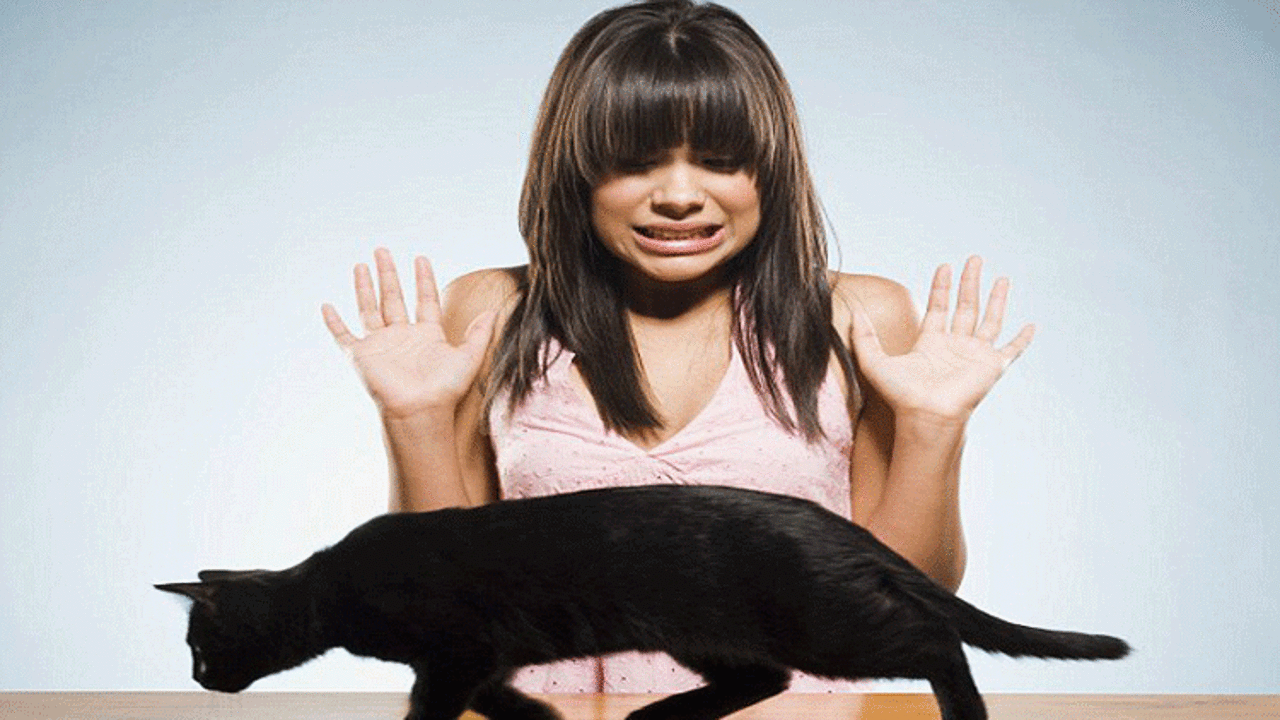 Kedi alerjisi nasıl geçer?