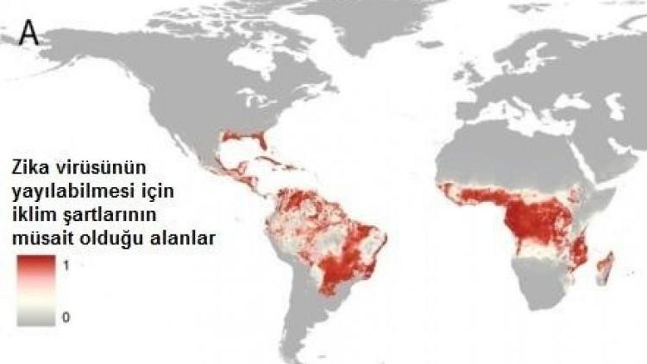 Zika virüsü 2,2 milyar kişiyi tehdit ediyor