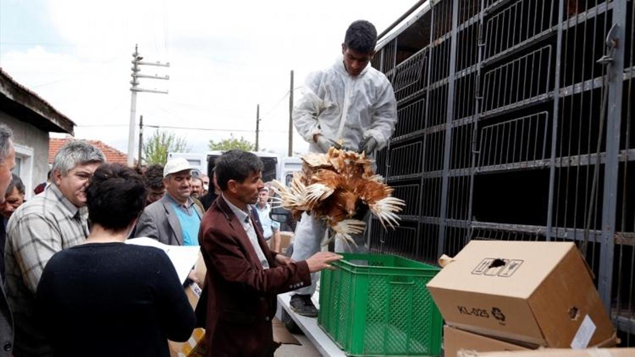 Eskişehir'de çiftçilere tavuk ve hindi dağıtıldı
