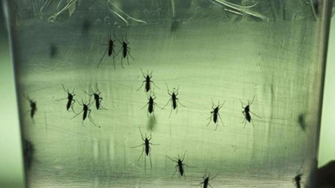 Zika virüsü Avrupa'ya yayılabilir
