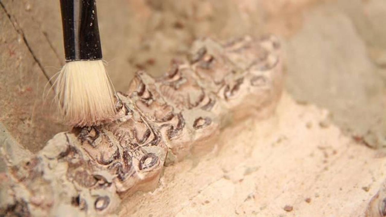 242 milyon yıllık sürüngen fosili bulundu