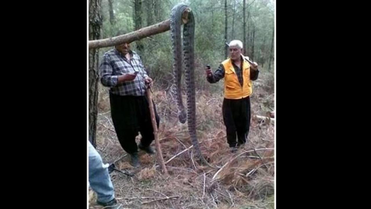 4 metrelik yılan görenleri şoke etti!