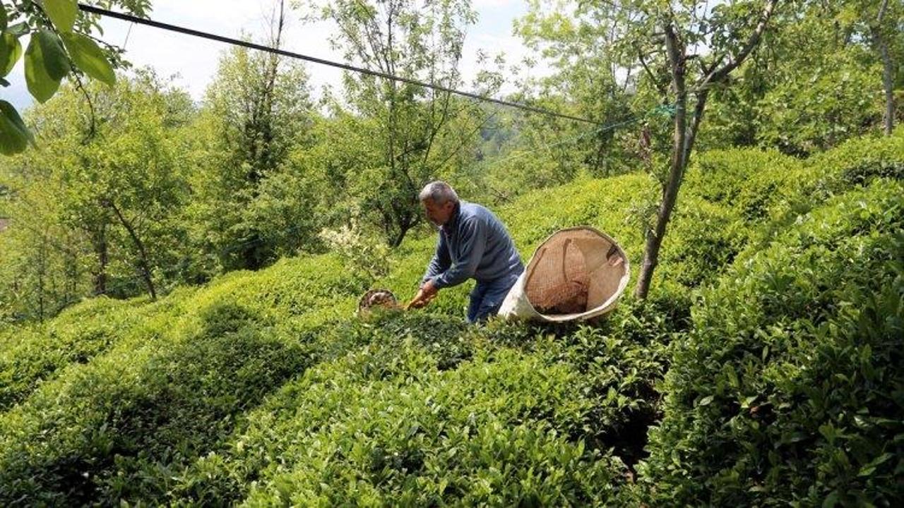 Doğu Karadeniz'de çay hasadı başladı