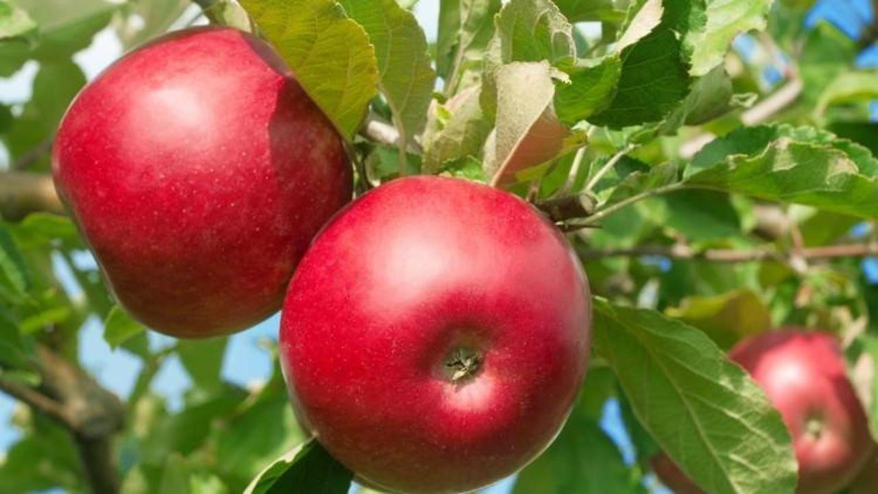 Göz çevrenize elmayla bakım yapın